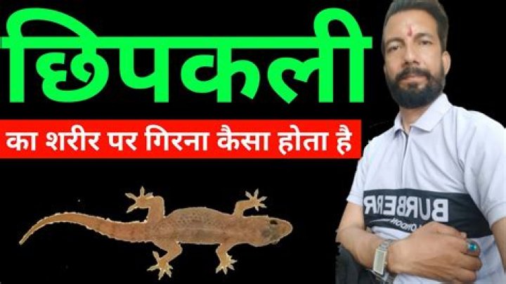 छिपकली का सिर पर गिरना: क्या यह एक अच्छा शकुन है या बुरा है? | Chipkali ka sar par girna