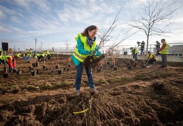 How to Volunteer in Germany