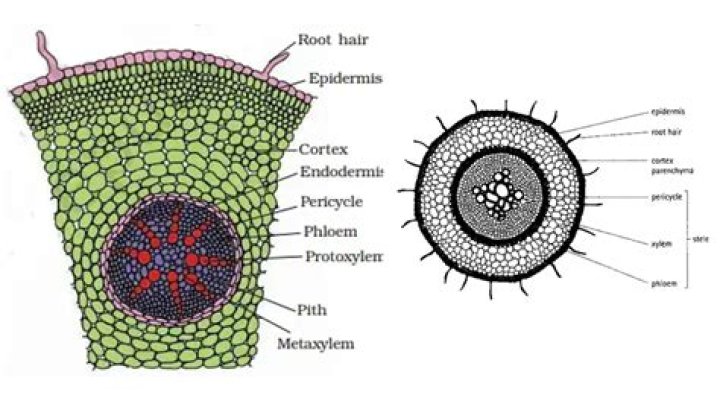 Internal Structures Of The Monocot Stem