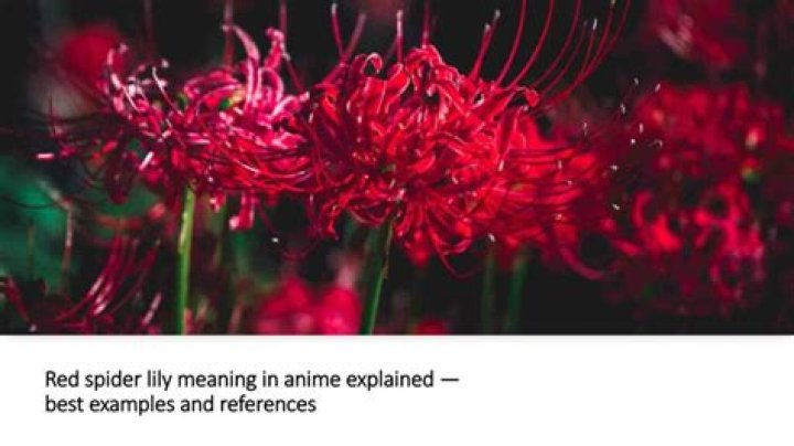 Red Spider Lily Meaning In Anime Explained