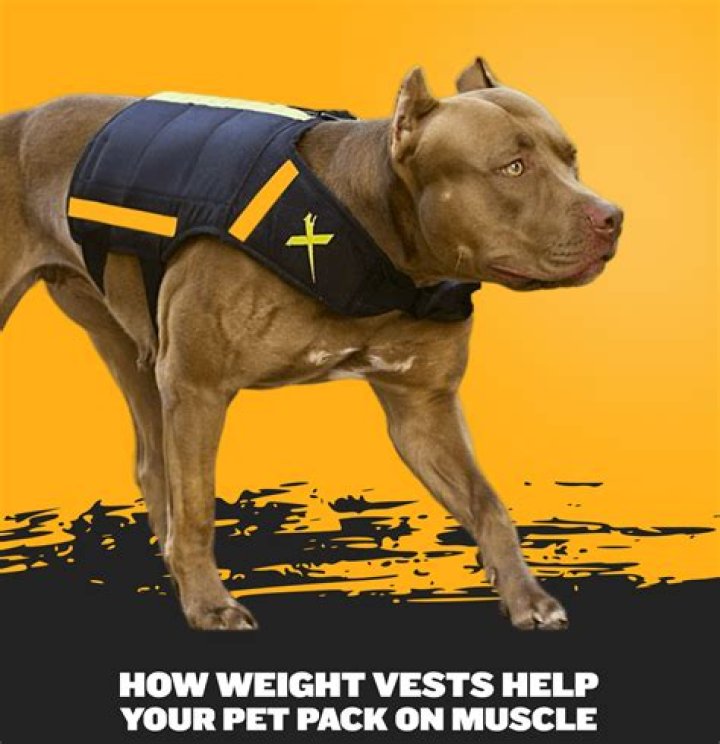 The Best Dog Anxiety Vests, According to Veterinarians| Well+Good