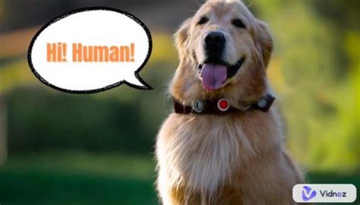 Watch This Hilarious Video Of A Talking Dog Obsessed With 'Maple Kind' Bacon - TikTok You'll Want To See It A Million Times!