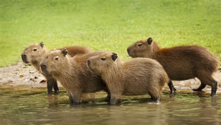 What Are Capybaras? Why Are They So Popular On TikTok?