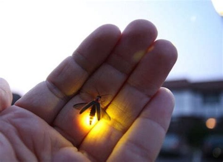 Why Do Lightning Bugs Light Up?
