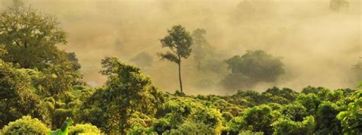 Why You Should Become a Conservation Volunteer Abroad